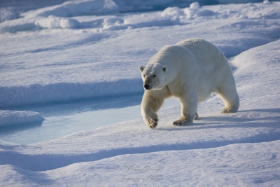 Ours blanc