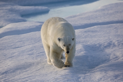 Ours blanc