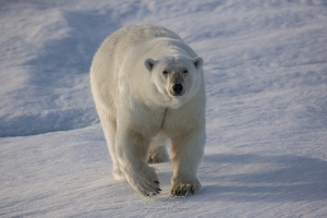 Ours blanc