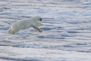 Ours blanc