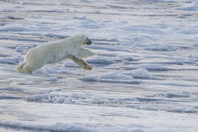 Ours blanc