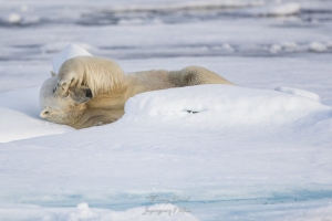 Ours blanc
