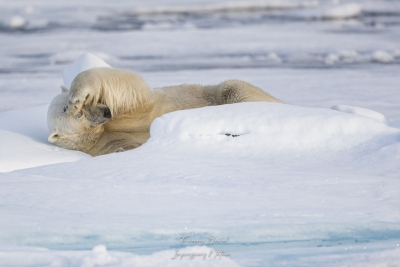 Ours blanc