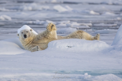 Ours blanc