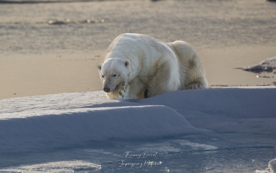 Ours blanc