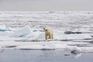 Ours blanc