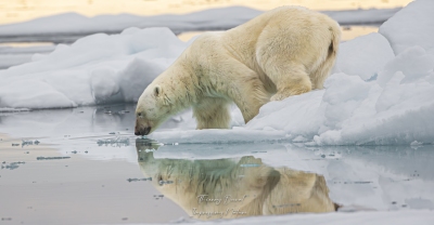 Ours blanc