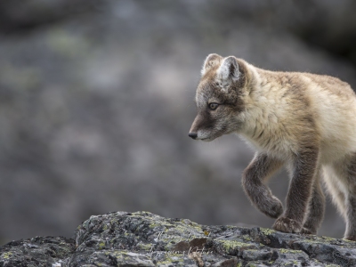 Renard polaire