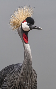 Grue couronnée
