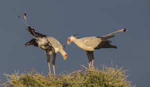 Messagers sagittaire au nid