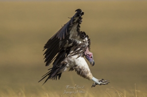 Vautour Oricou