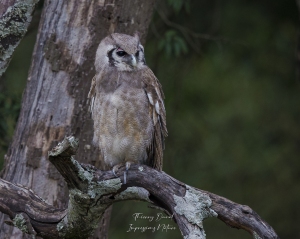 Hibou grand-duc  de verreaux
