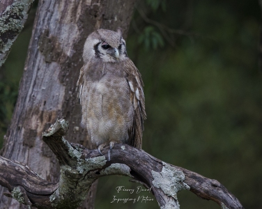 Hibou grand-duc  de verreaux