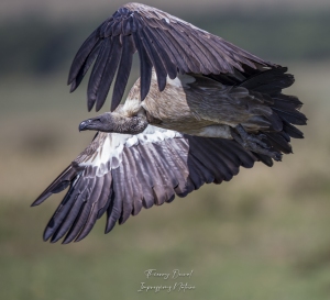 Vautour africain