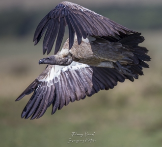 Vautour africain