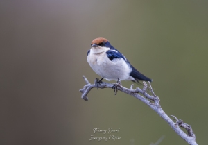 Hirondelle à longs brins