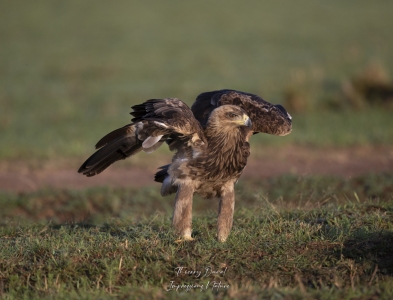 Aigle ravisseur