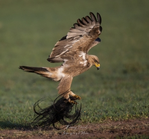 Aigle ravisseur