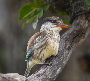 Martin-chasseur strié
