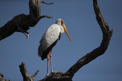 Tantale ibis