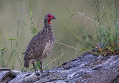 Francolin à gorge rouge