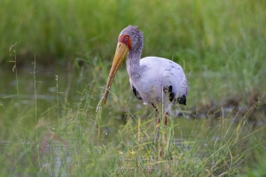 Tantale ibis