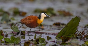Jacana