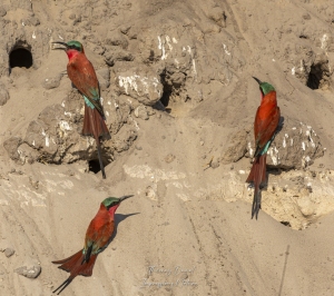 Guêpier carmin près de leurs nids