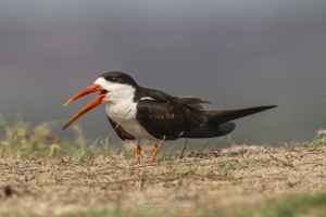 Bec-en-ciseaux d'Afrique