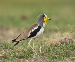 Vanneau à tête blanche