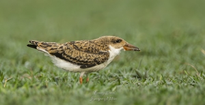 Bec-en-ciseaux d'Afrique immature