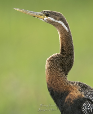 Anhinga