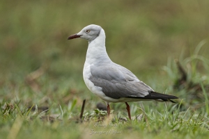 Mouette à tête grise
