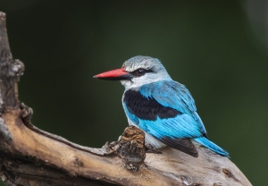 Martin-chasseur du Sénégal