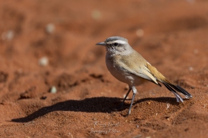 Agrobate du Kalahari