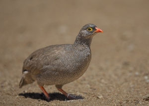 Francolin à bec rouge