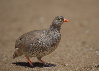 Francolin à bec rouge