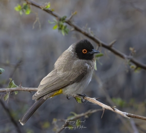Bulbul brunoir