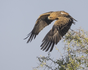 Aigle ravisseur