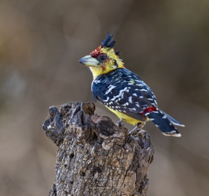 Barbican promépic