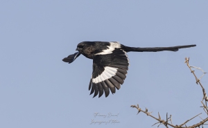 Corvinelle noir et blanc