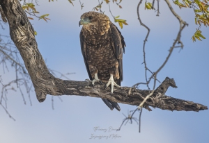Aigle bateleur