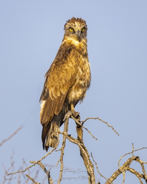 Circaète Jean-le-Blanc