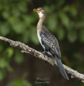 Cormoran à tête noire