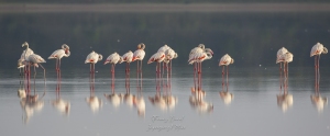 Repos de flamants roses