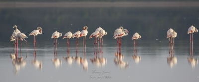 Repos de flamants roses