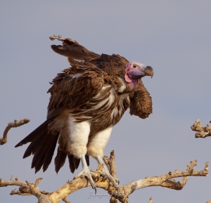 Vautour oricou