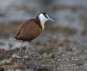 Jacana