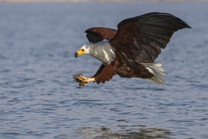 Pygargue vocifère en action de pêche