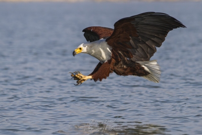 Pygargue vocifère en action de pêche